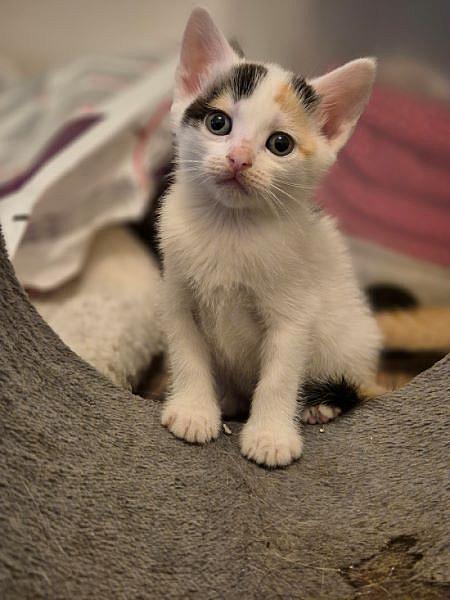 Sansa