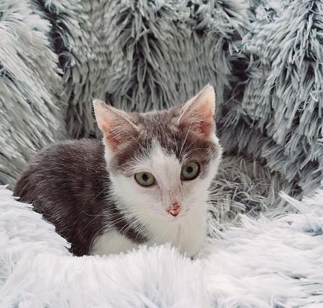 Skye