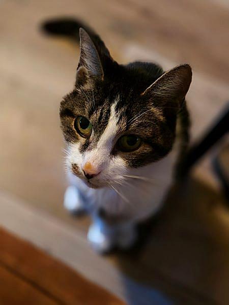 Zazou