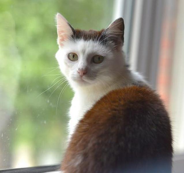 Isabel