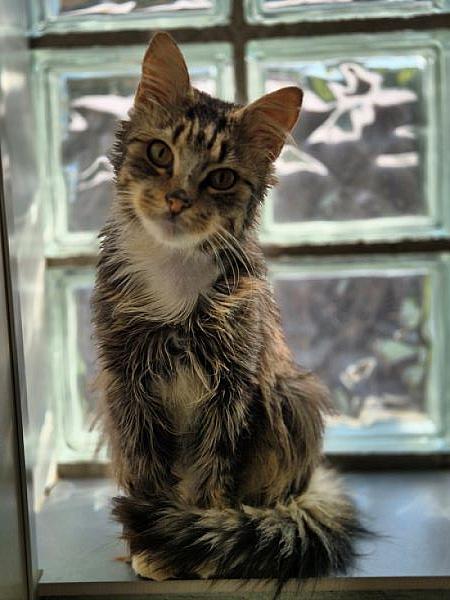 Sylvester