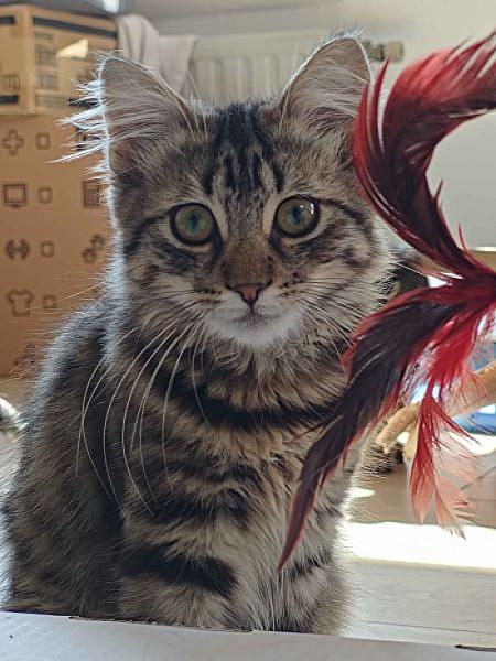 Mio