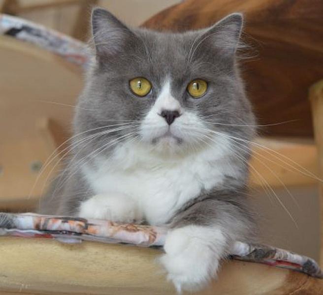Maurice