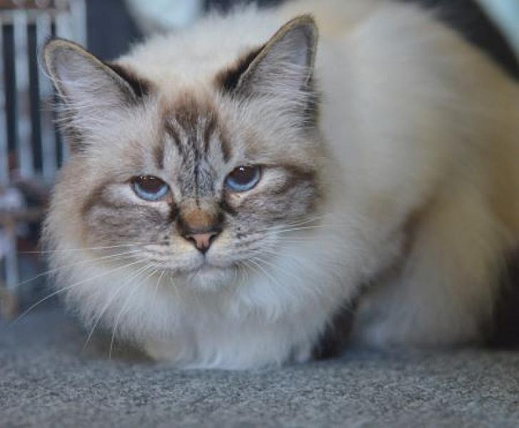 Lila