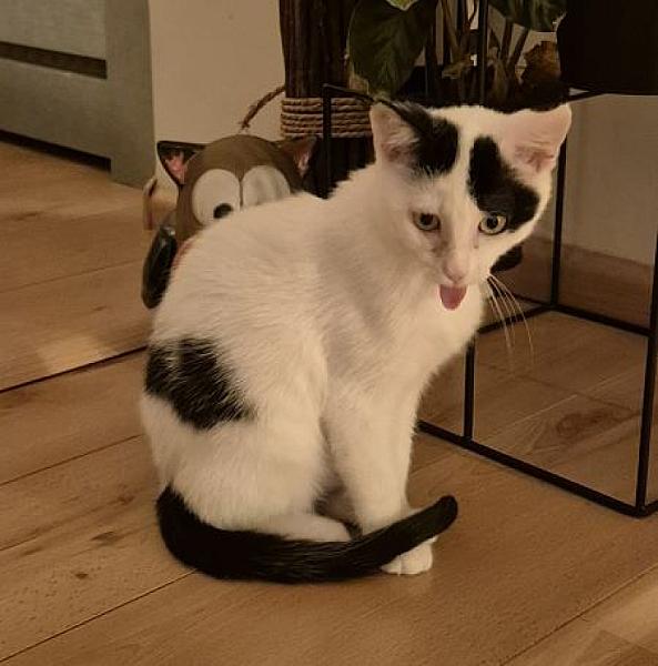 Sammy