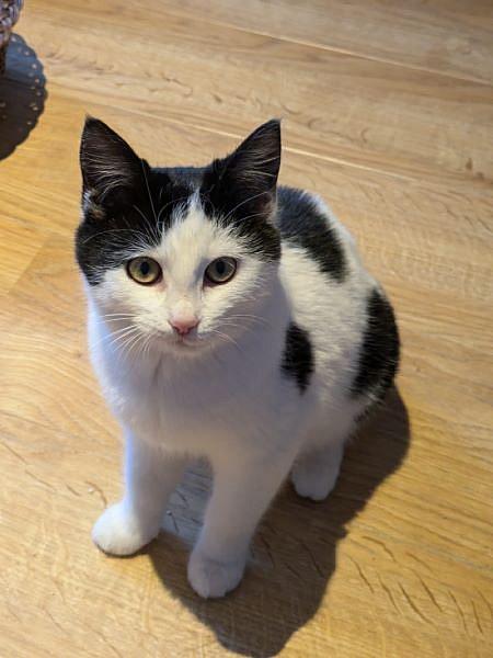 Maisy