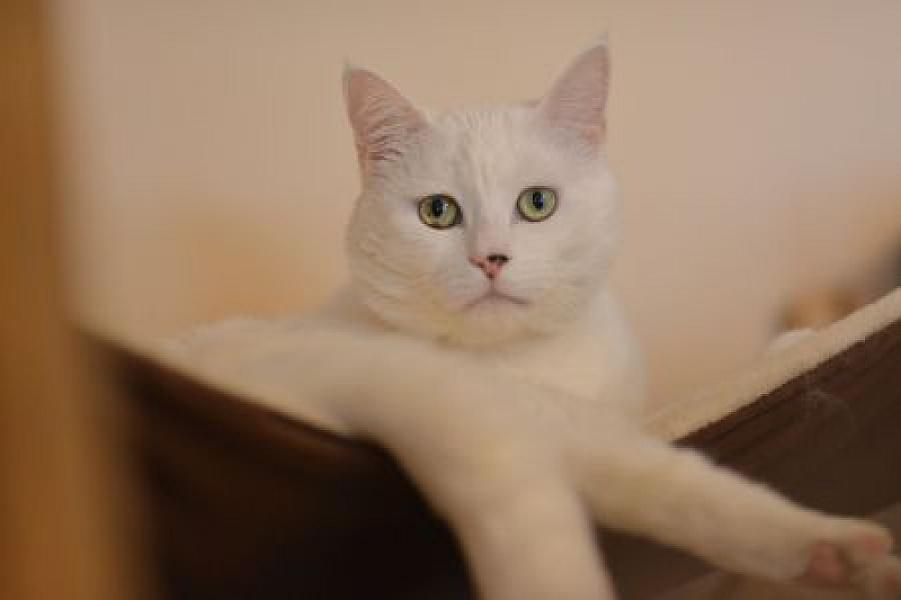 Frodo