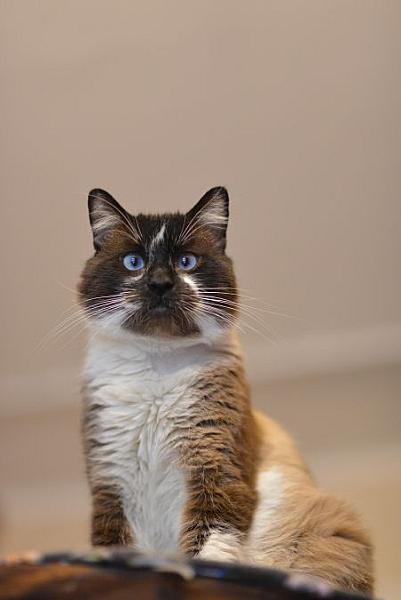 Cas