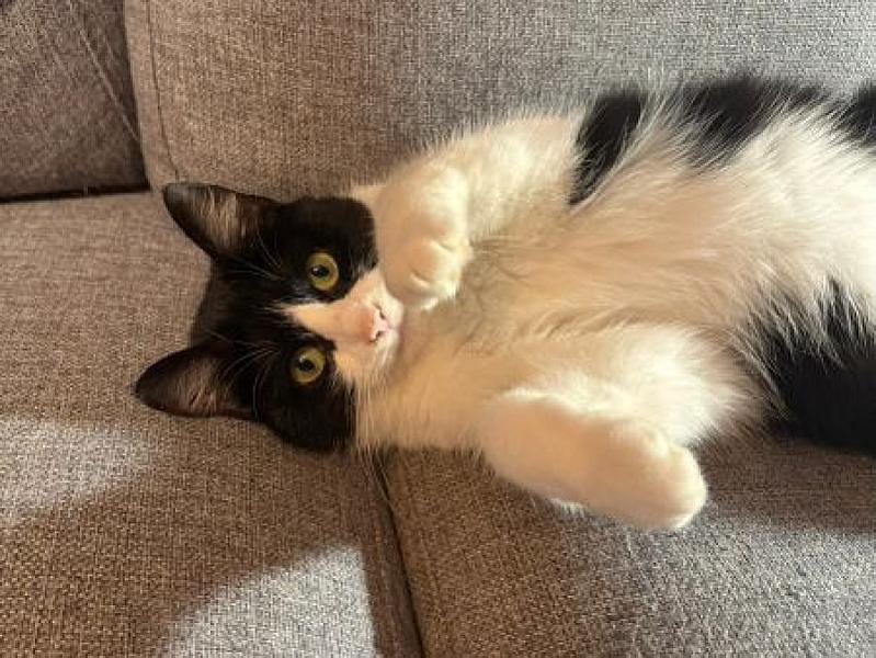 Dotje