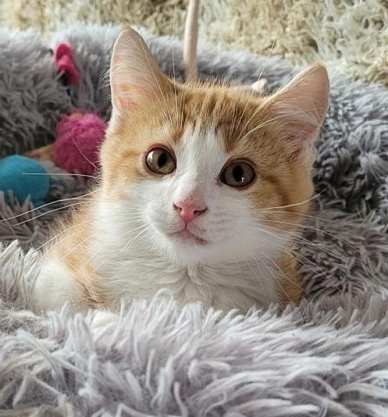 Carlos