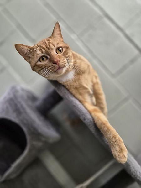 Simba