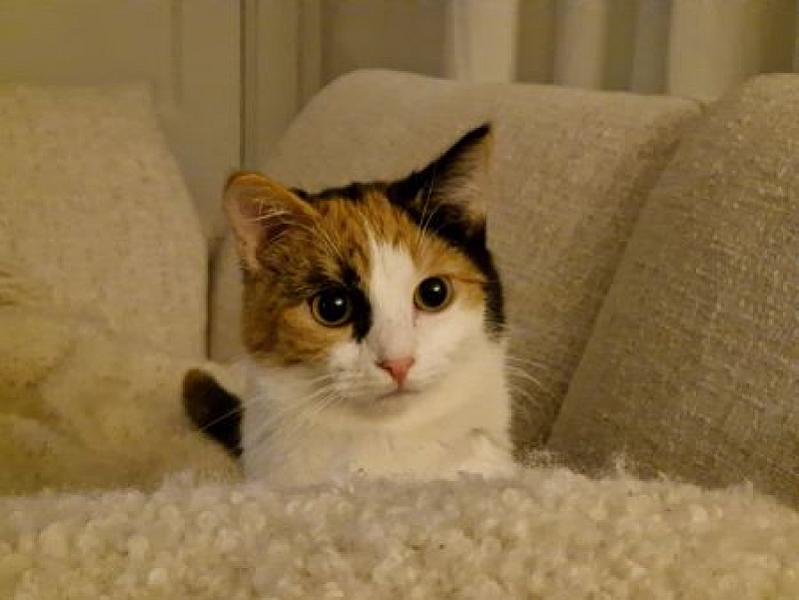 Geesje