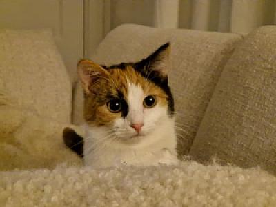 Geesje