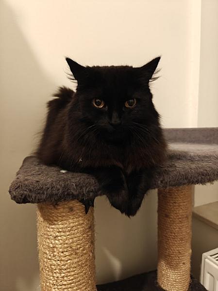 Nala