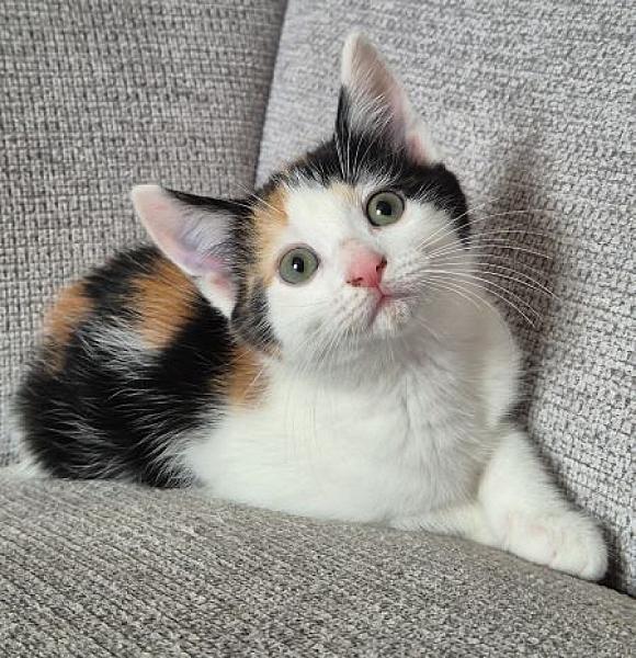 Stella
