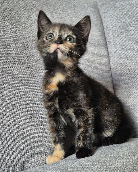 Sally
