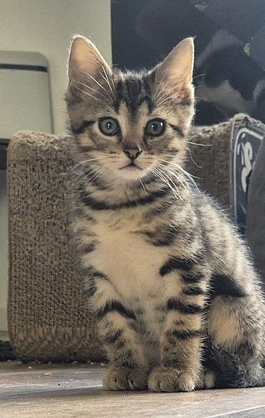 Finley