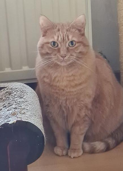 Ginger