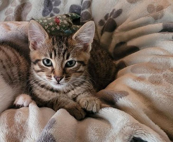 Nova