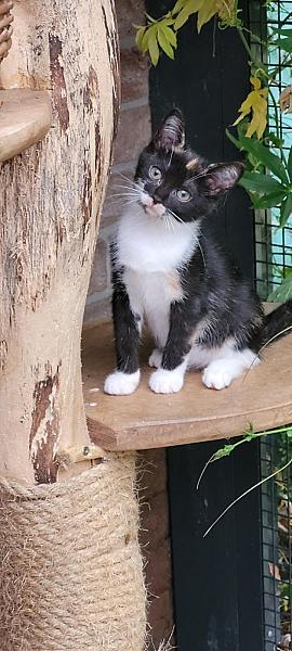 Lyra