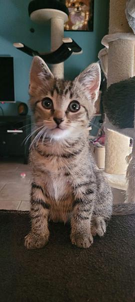 Atlas