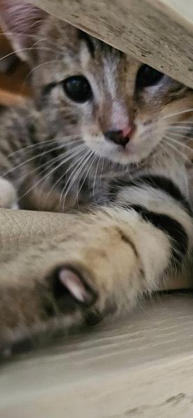 Obi