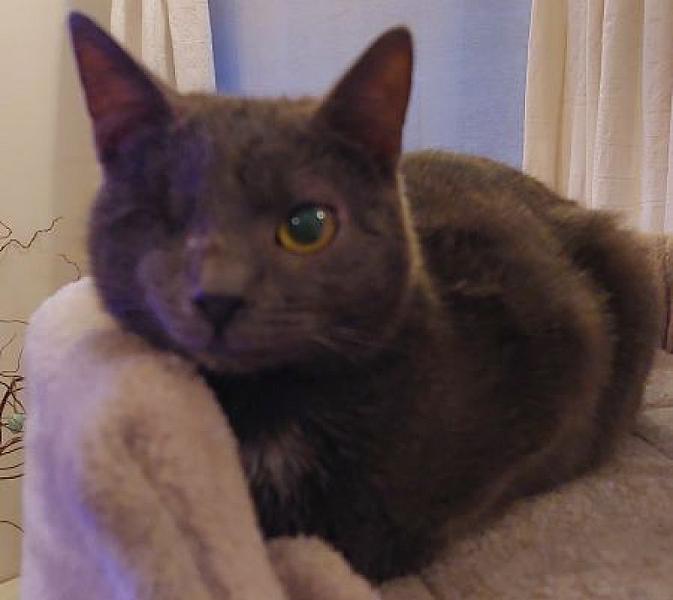 Muis