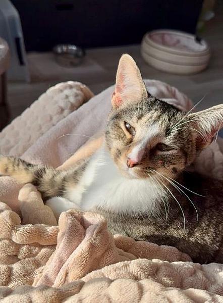 Cato