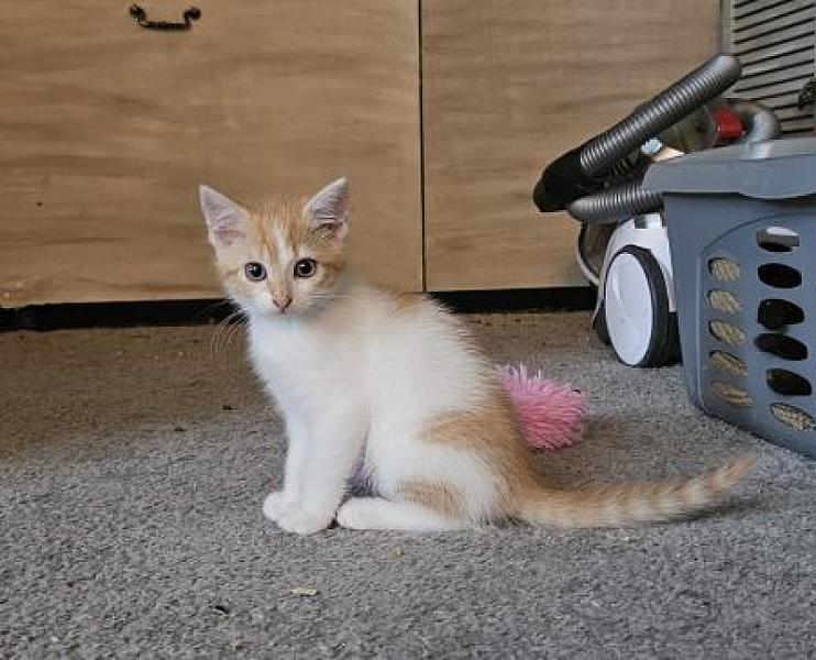 Mimie