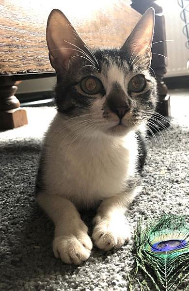Darcy