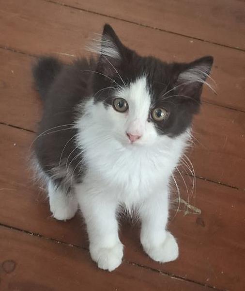 Oreo