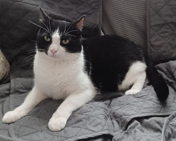 Sylvester