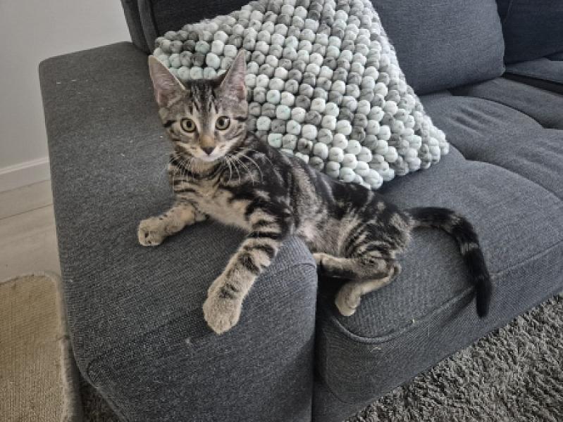 Gizmo