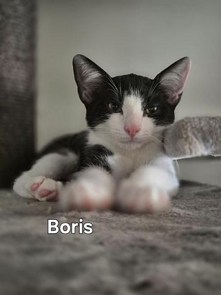 Boris