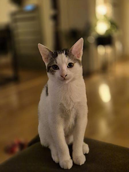 Willow