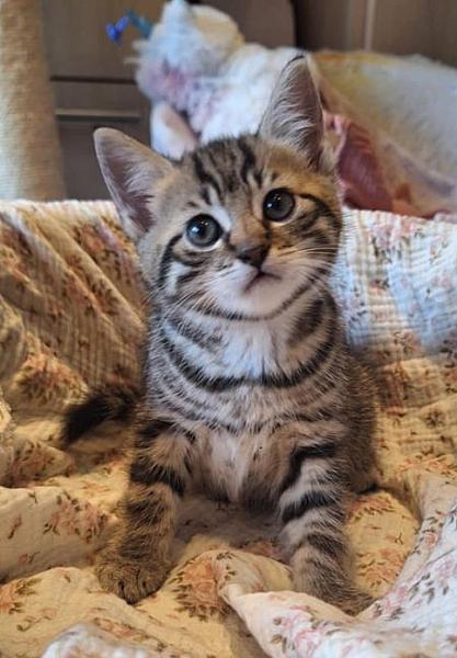 Lio