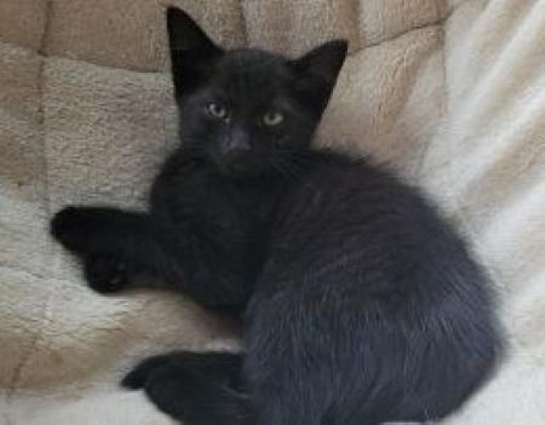 Mateo