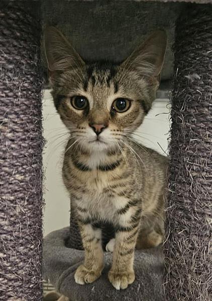 Oliver