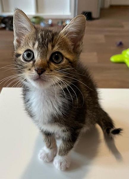 Jet