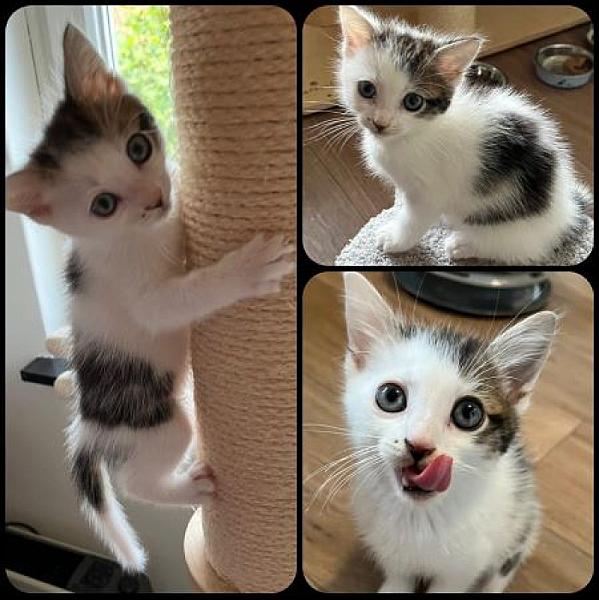 Tommie