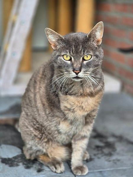 Mausi