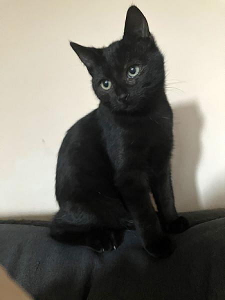 Cat Noir