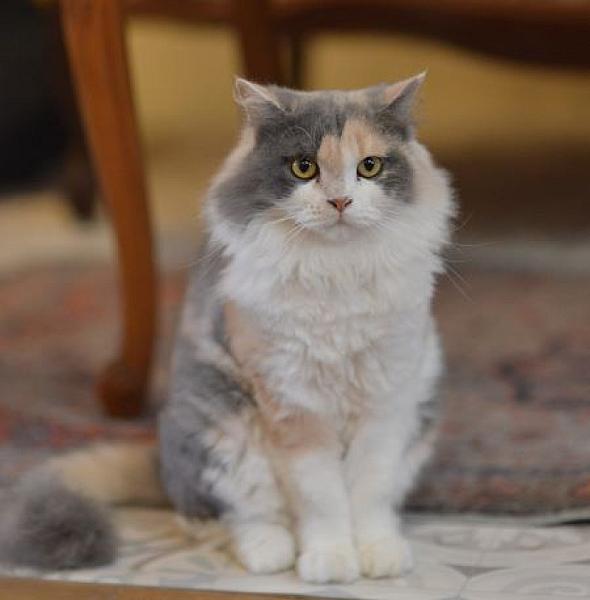 Maya