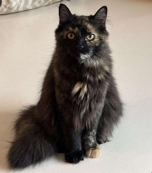 Ziva