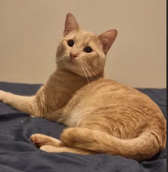 Ginger