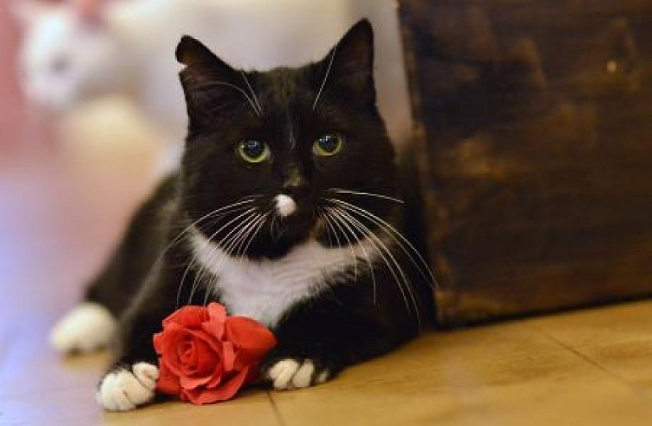 Zorro