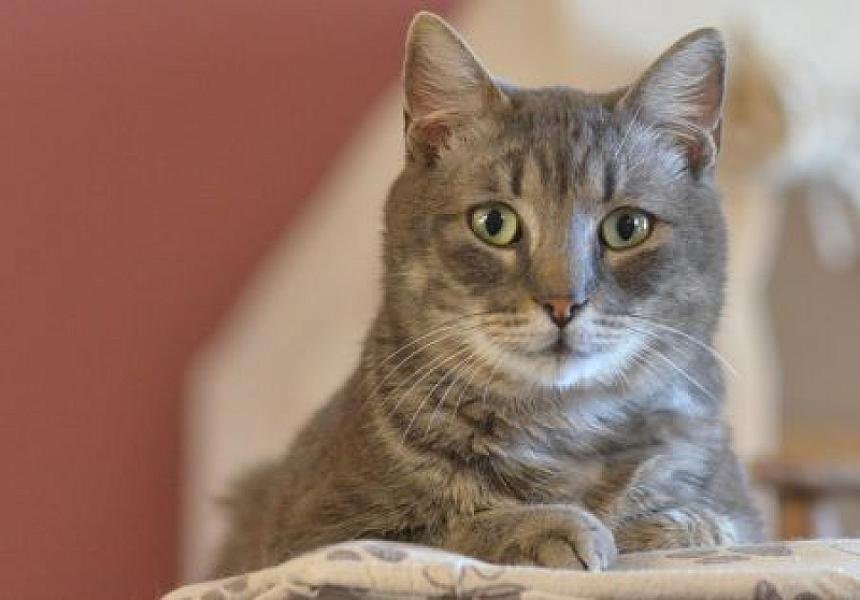 Milo