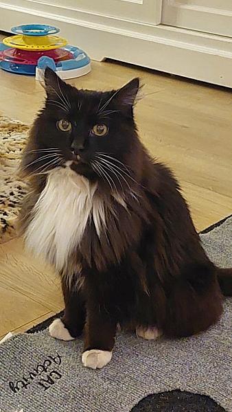 Louie