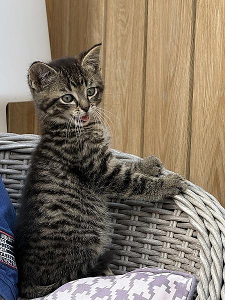 Oscar