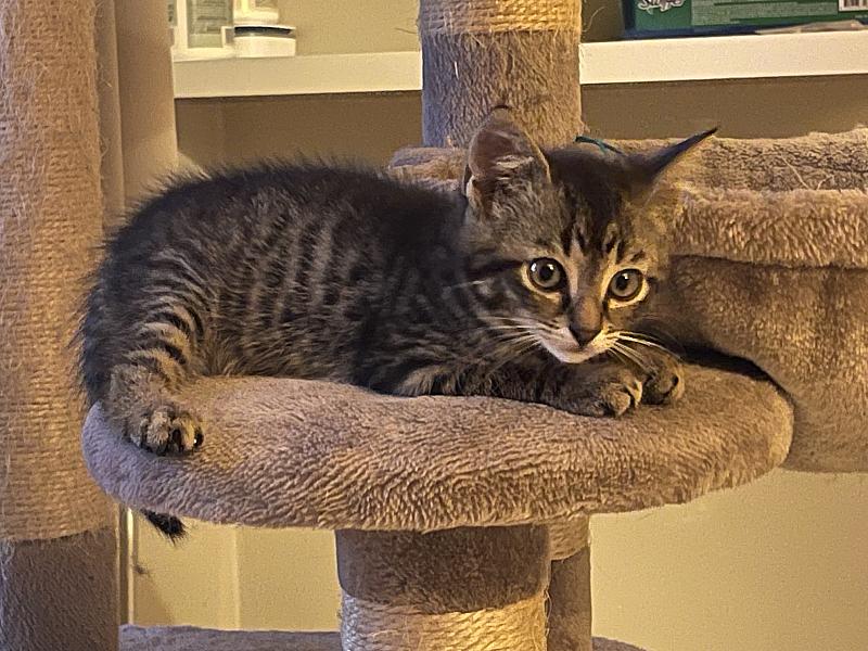 Oscar